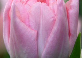 Tulipa Dreamer ® (3)